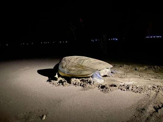 2D1N Turtle Observation Tour in Sukamade Beach Banyuwangi