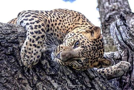 Luxury Safari Camping in Yala