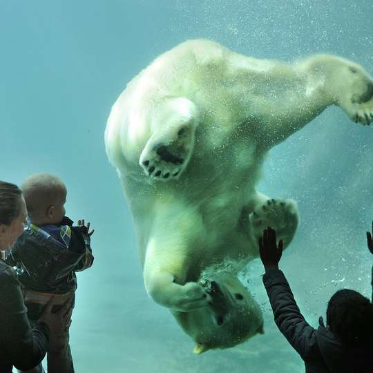 Blijdorp Rotterdam Zoo: Skip The Line Ticket
