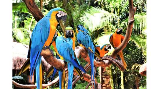 Bali Tour: Bali Bird Park + Lunch at Warung Dapur Alam, 856.234 VND