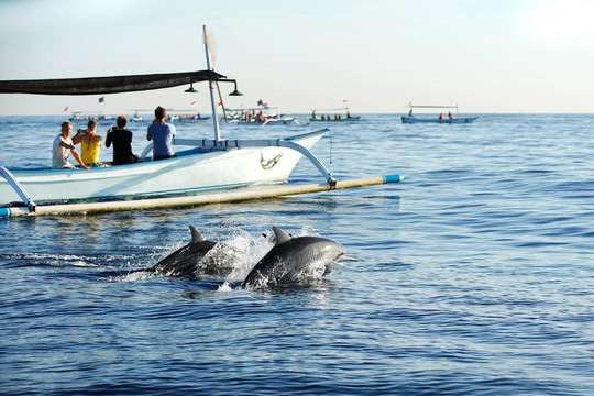 Lumba-lumba Lovina dan snorkeling, berenang dengan lumba-lumba dengan pilihan tur, RM 34