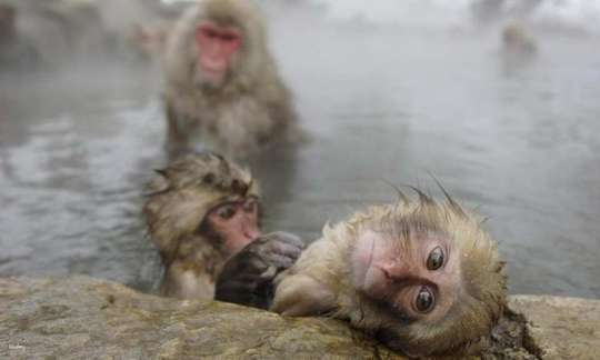 Nagano Jigokudani Onsen Snow Monkey Day Trip | Departing from Tokyo, with optional all-you-can-eat sushi and yakiniku.