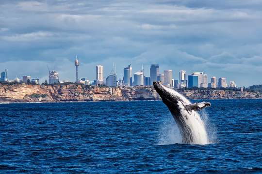 Sydney Whale Watching Cruise with Breakfast or Lunch with Sydney Princess Cruises, S$75