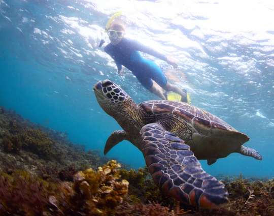 Diving with Grand Luley Manado, AU$20