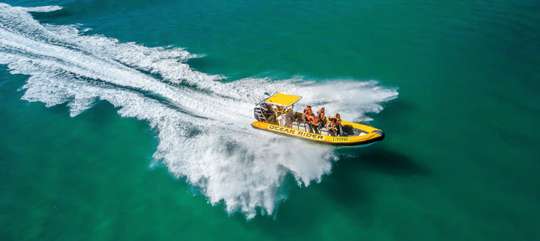 Whale Watching Adventure Cruise from Noosa
