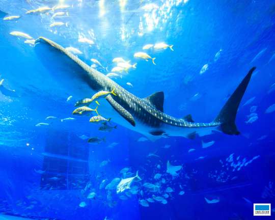 Okinawa Churaumi Aquarium