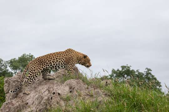 A Half Day Tour of Jawai Leopard Safari From Jodhpur | India