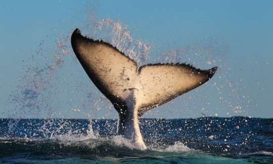 Sydney 2 Hour Whale Watching Express Cruise, THB 2,141.15