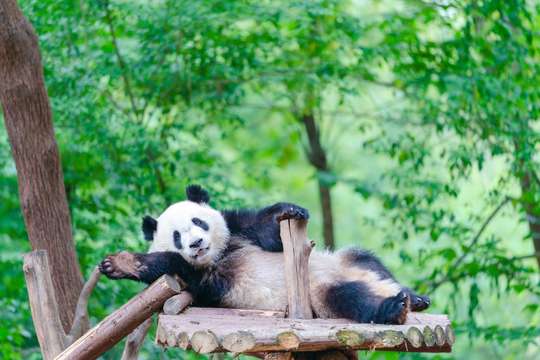 Chengdu Giant Panda: Panda Base + FREE ESIM GIFT!