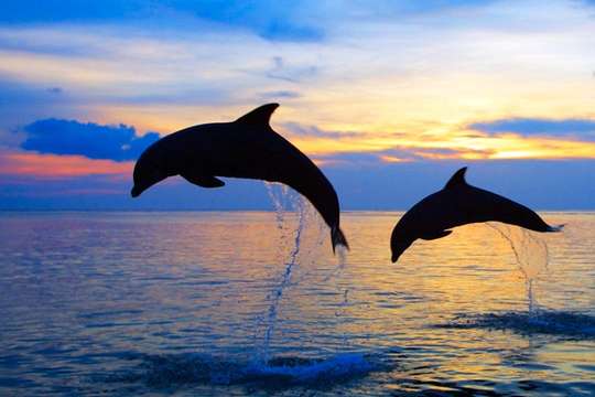 Dolphin Tour with Hotel Transfers, 1.160.744 VND