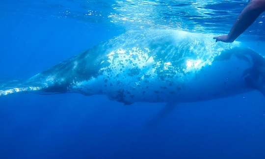 Swim with the Whales Tour from Mooloolaba