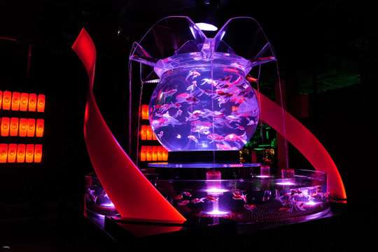 Ginza Art Aquarium Tokyo Museum Admission Ticket