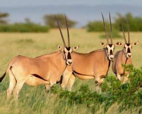 Ethiopia Tour 3-Day Wild Wonders and Nature, Awash National Park Tour, 20.273.760 VND