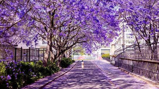 Purple Sydney: Ultimate Jacaranda Spring Blossom, Taronga Zoo & City Highlights Day Tour, RM 524
