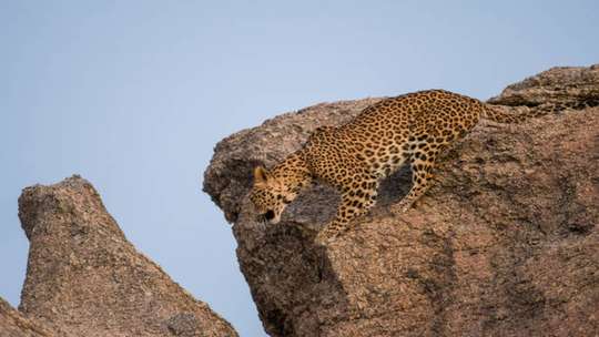 A Day Tour of Ranakpur Jain Temple and Jawai Leopard Safari From Udaipur | India