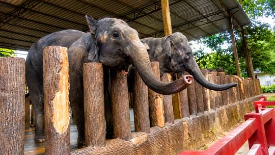 Elephant Sanctuary, Fireflies & Blue Tears Experience