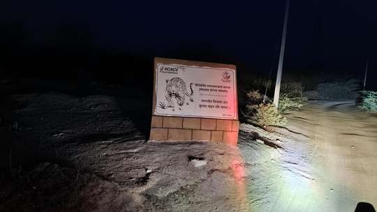 A Half Day Tour of Jawai Leopard Safari From Udaipur | India