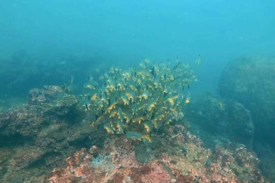 Selam Scuba di Hikkaduwa