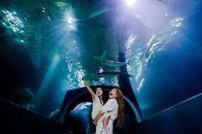SEA LIFE Melbourne Aquarium Direct Entry Ticket