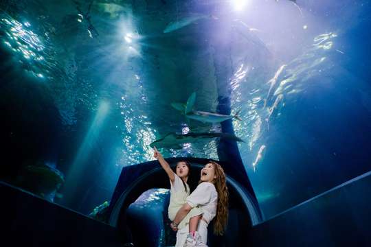 Vé vào cửa trực tiếp Thủy cung SEA LIFE Melbourne
