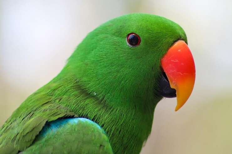 倫邦公園和動物園 2
