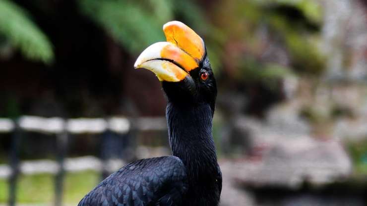 倫邦公園和動物園 1