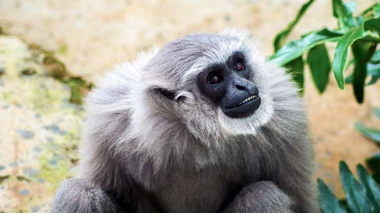 倫邦公園和動物園 3