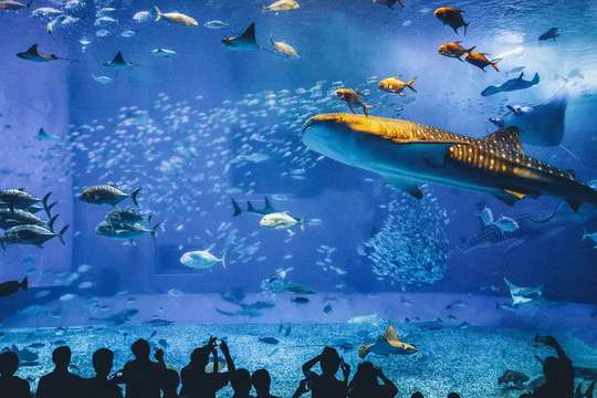 Okinawa Churaumi Aquarium Ticket