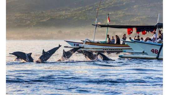 Best-selling Package 3 Days 2 Nights Tour With Dolphin Sunrise Lovina, 17,509円