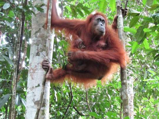 4D3N Medan - Bukit Lawang - Berastagi, THB 14,306.50