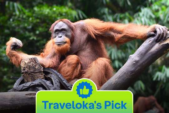 Bogor Safari Park Tour