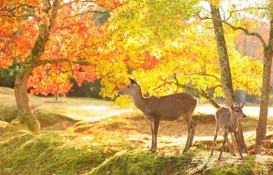 [Japanese Classic Panoramic Tour] Encounter cute deers, Kyoto and Nara one-day tour | Departing from Osaka