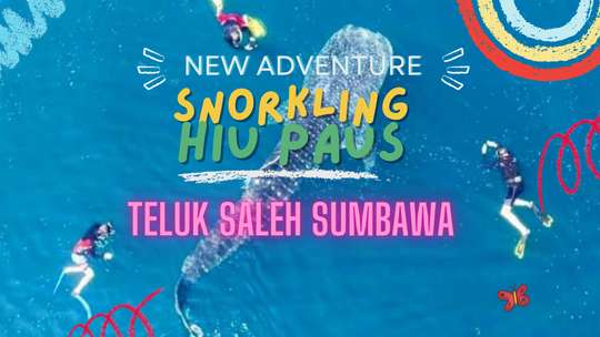 Whale shark sumbawa trip