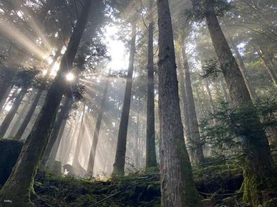 太平山二日游｜太平山国家森林游乐区 ＆ 鸠之泽 ＆ 太平山庄住宿一晚