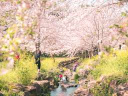 [Early Bird 24%] Jeju Cherry Blossom & UNESCO Tour with Hotel Pick-Up | South Korea