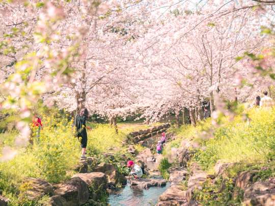[Early Bird 24%] Jeju Cherry Blossom & UNESCO Tour with Hotel Pick-Up | South Korea
