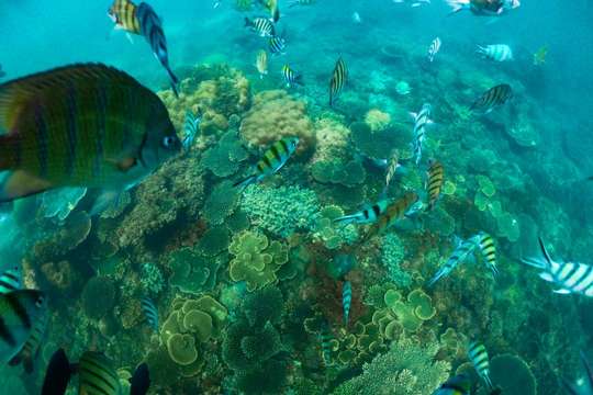 Snorkeling Tour by Bintan Resort, Rp 495.000
