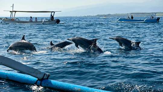 Wild Dolphin Watching & Snorkeling Lovina Bali Tour Package, 1,762円