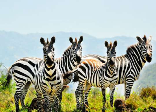 Ethiopia Tour: 5 Days Ethiopian Adventure and Safari Tour, 38.988.000 VND