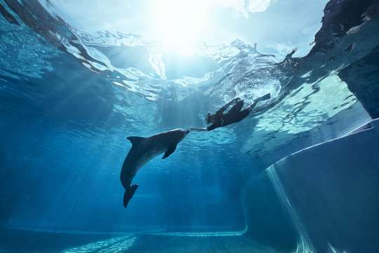 Marine Mammal Habitat, Rp 834.640