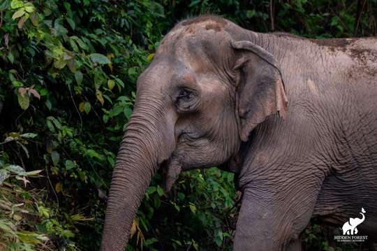 Phuket: Afternoon Hidden Forest Elephant Reserve with Meal & Transfer