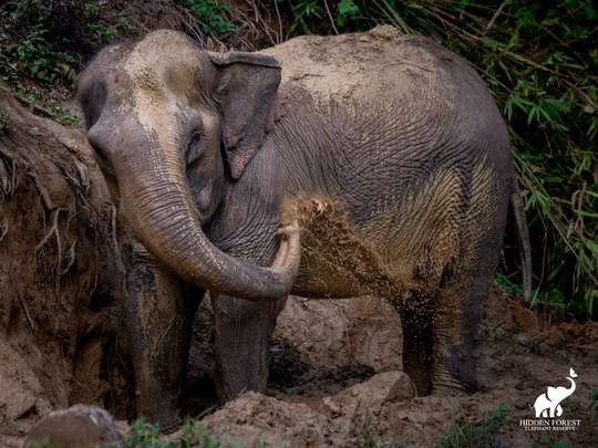 Phuket: Morning Hidden Forest Elephant Reserve with Meal & Transfer