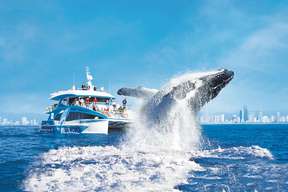 Gold Coast Whale Watching Cruise aboard Sea World Cruises