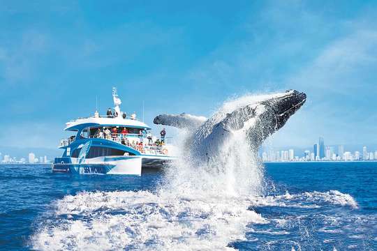 Gold Coast Whale Watching Cruise aboard Sea World Cruises, ₱ 5,298.72