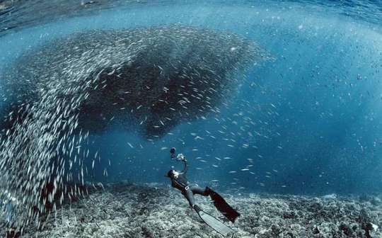 [Beginner-friendly] Moalboal Thousand Sardines Scuba Diving Experience & Pescador Island Tour in Cebu | Philippines, Rp 3.448.967