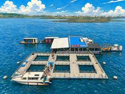 Penghu | Ocean Ranch Experience & Fun Sea Fishing | All-You-Can-Eat Fresh Oysters Direct from the Source | Starlight Ocean Ranch (Official Direct Operation)