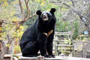 Kaohsiung Shoushan Zoo Tickets