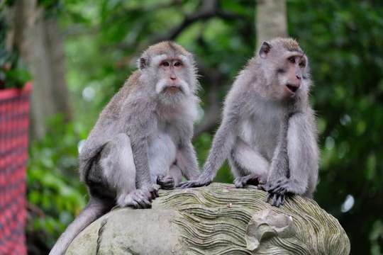 Monkey Forest Ubud Tickets, Rp 90.000