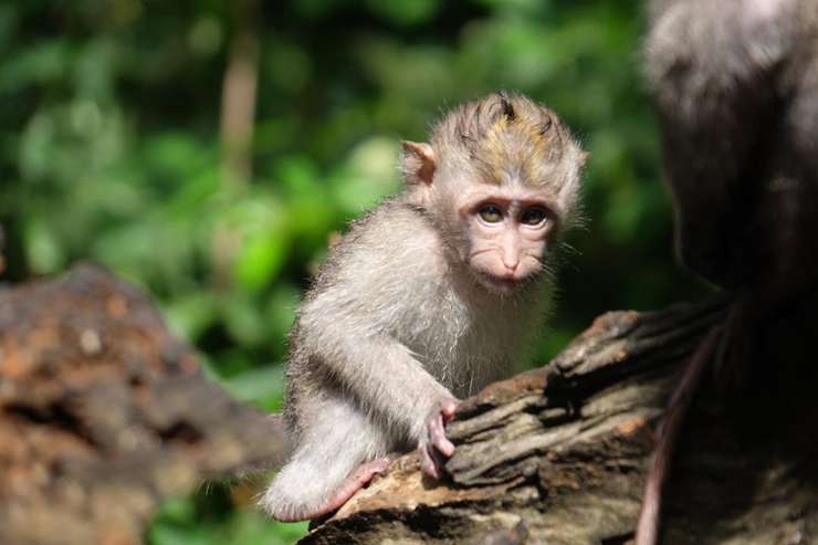 Monkey Forest Ubud Tickets 1