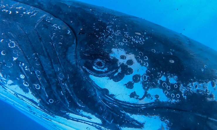 Whale Watching Cruise from Mooloolaba 3